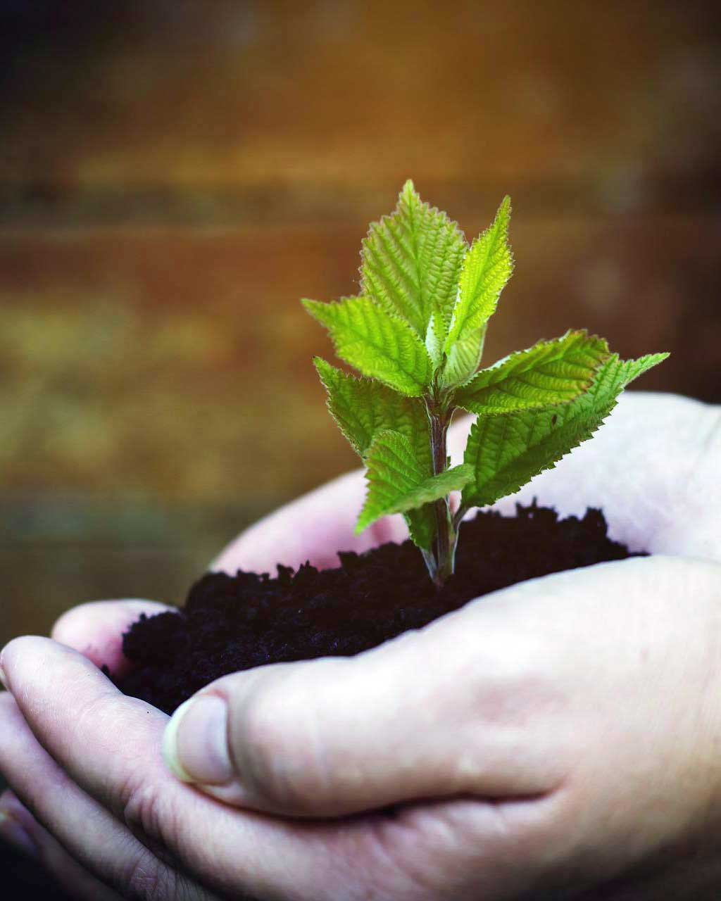 Image of a seedling in cupped hands | ReNEWell Care